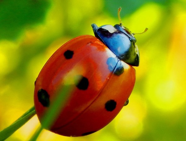 COCCINELLE 2