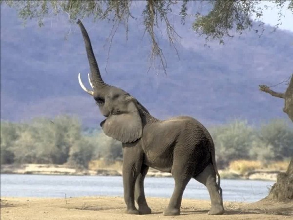 ELEPHANT