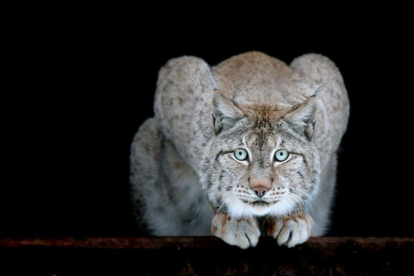 LYNX