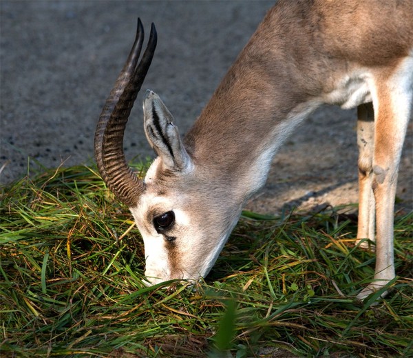 GAZELLE