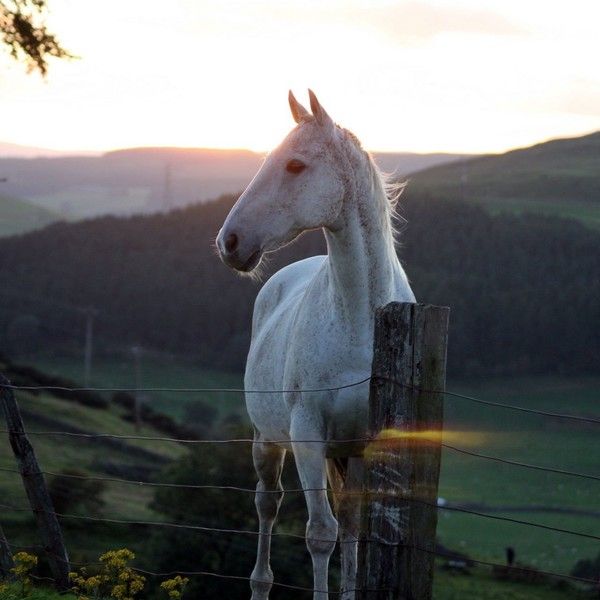 CHEVAUX 2