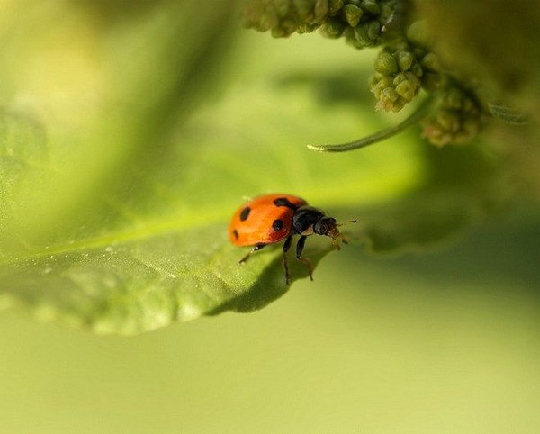 COCCINELLE