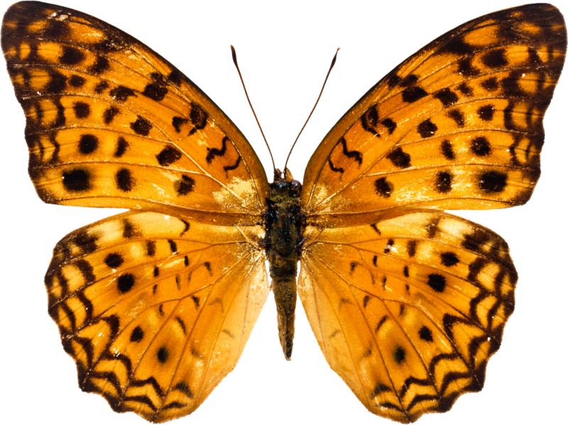 butterfly_PNG1002.png