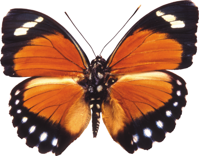 butterfly_PNG1007.png