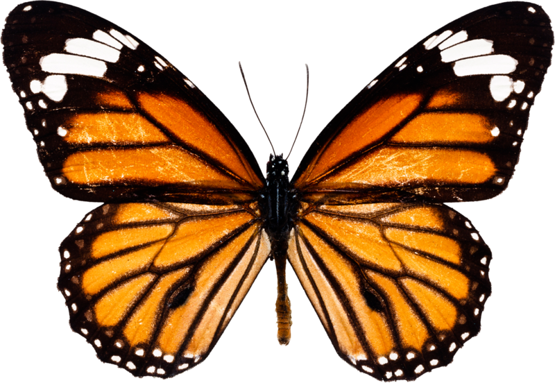 butterfly_PNG1037.png