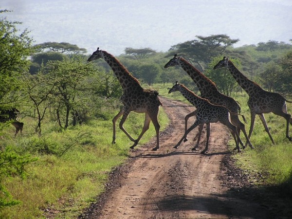 GIRAFES