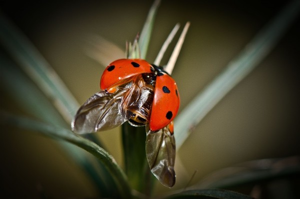 COCCINELLE