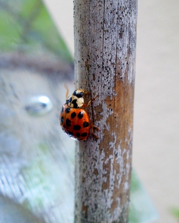 COCCINELLE