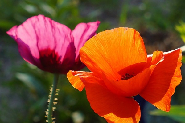 COQUELICOTS