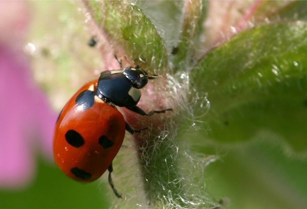 COCCINELLE