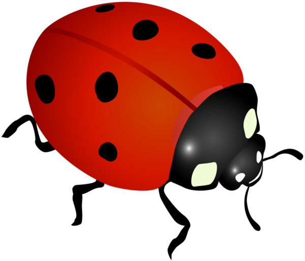 COCCINELLE 3