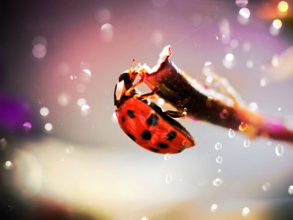 COCCINELLE