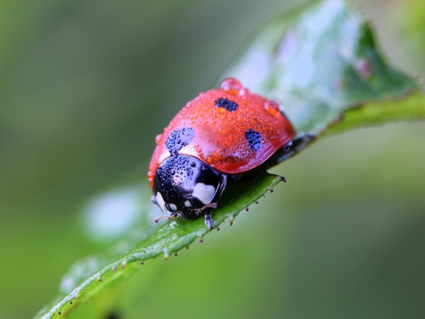 COCCINELLE