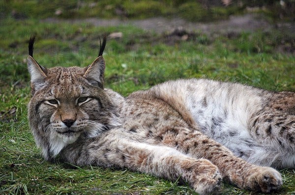 LYNX