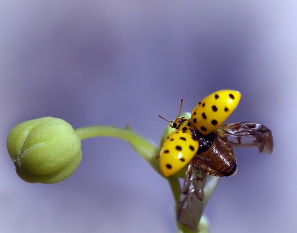 COCCINELLE 2