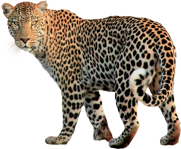 LEOPARD