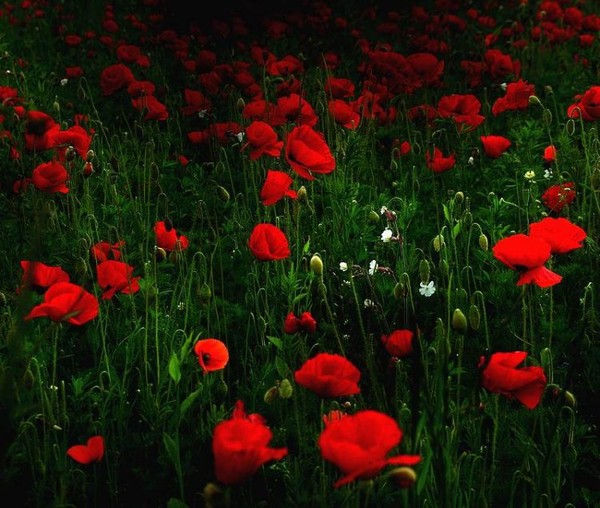 COQUELICOTS