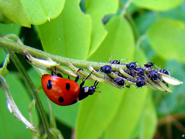 COCCINELLE