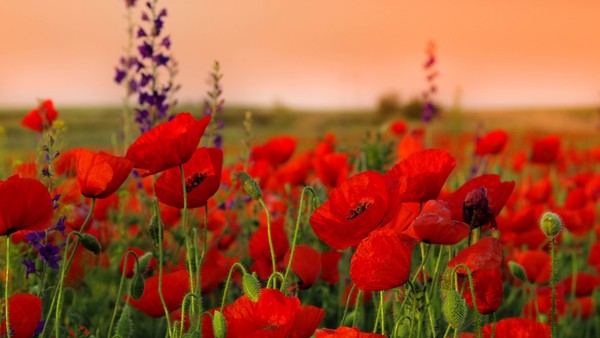 COQUELICOTS