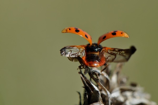 COCCINELLE