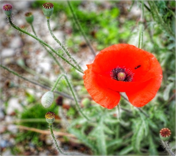 COQUELICOTS