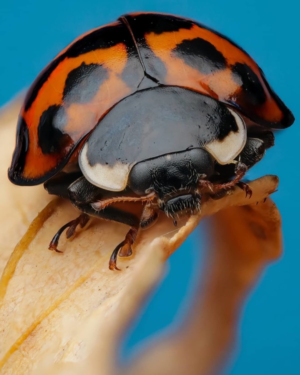 COCCINELLE 2