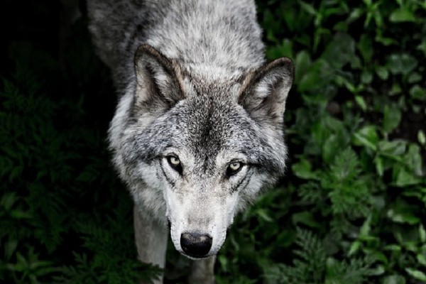 LOUP