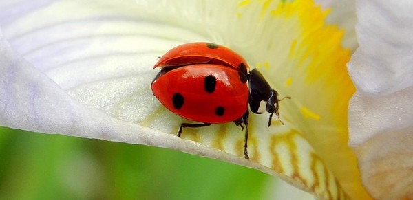 COCCINELLE