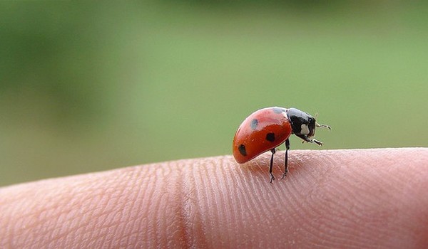 COCCINELLE