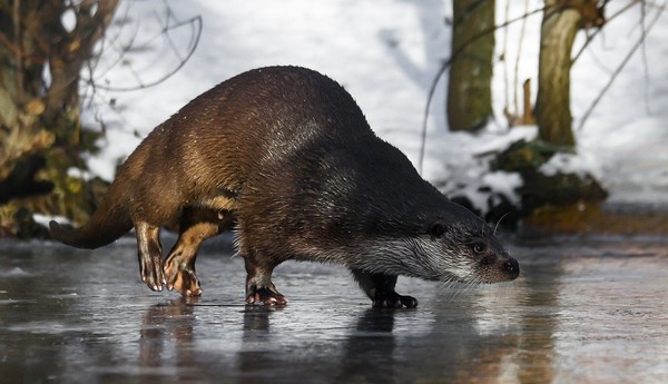 LOUTRE