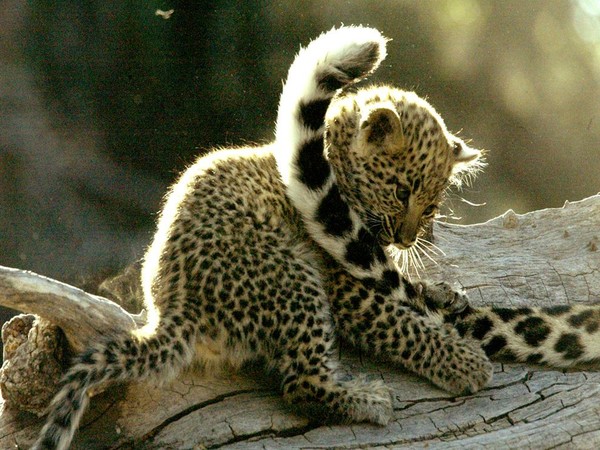 LEOPARD