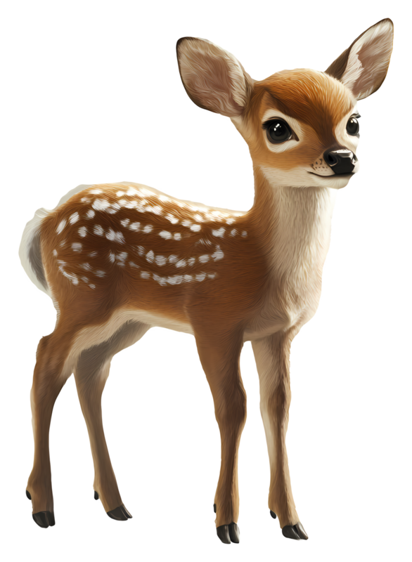 CERFS BICHES FAONS...