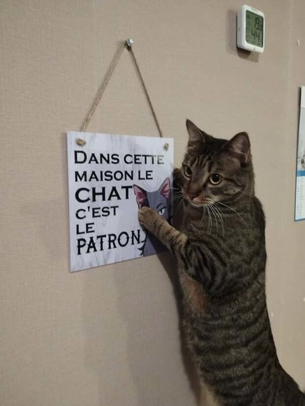 CHAT 7
