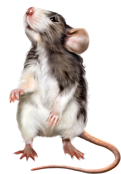 SOURIS RAT HAMSTER... 2