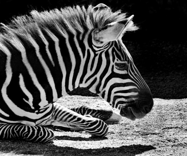 ZEBRE