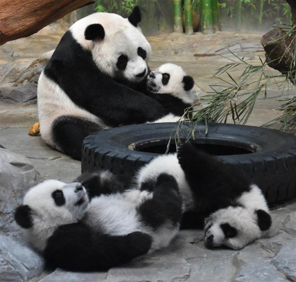 PANDAS