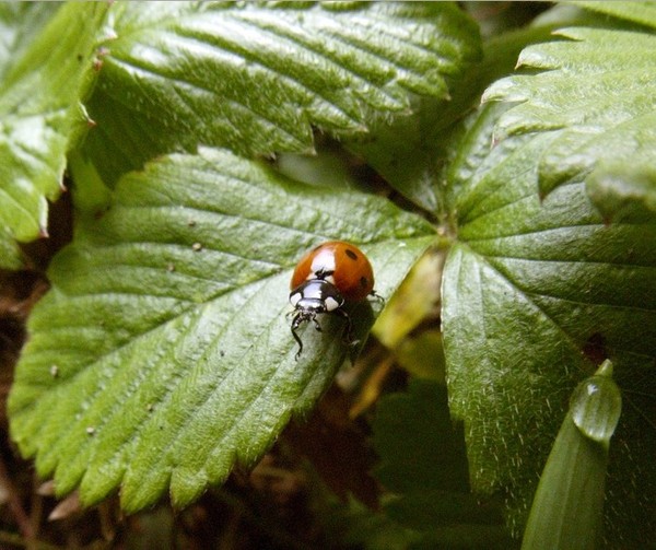 COCCINELLE