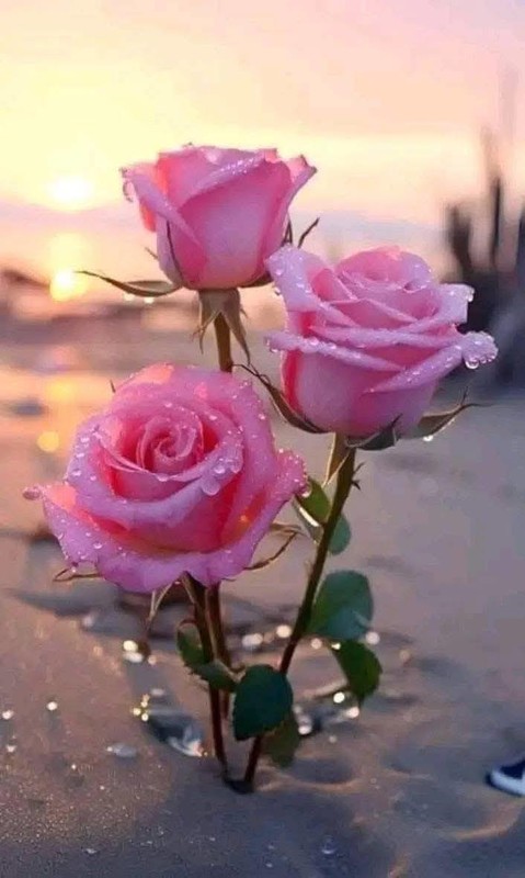 ROSES 4