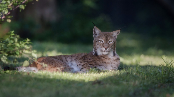 LYNX