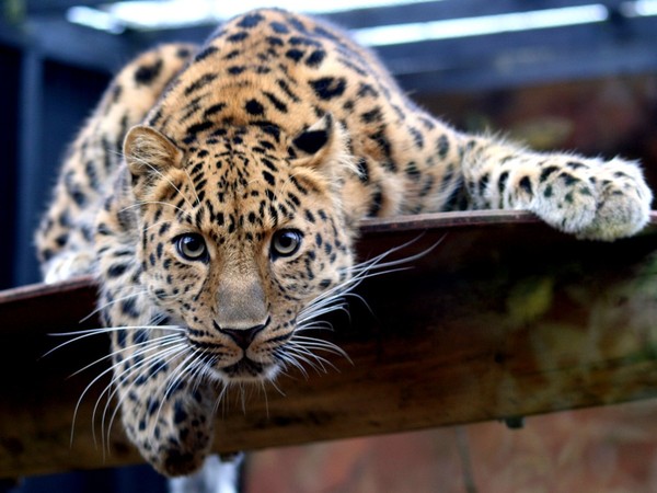 LEOPARD