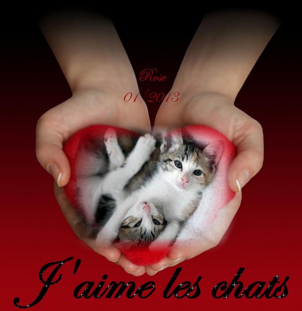 J'AIME LES CHATS