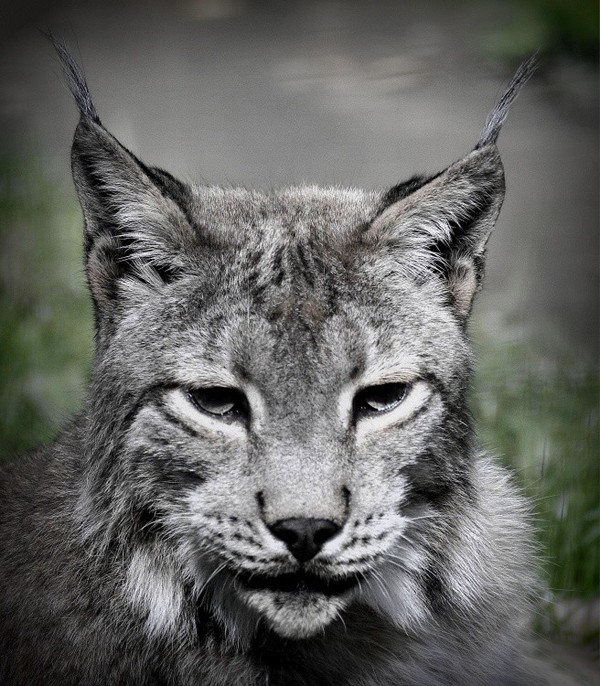 LYNX