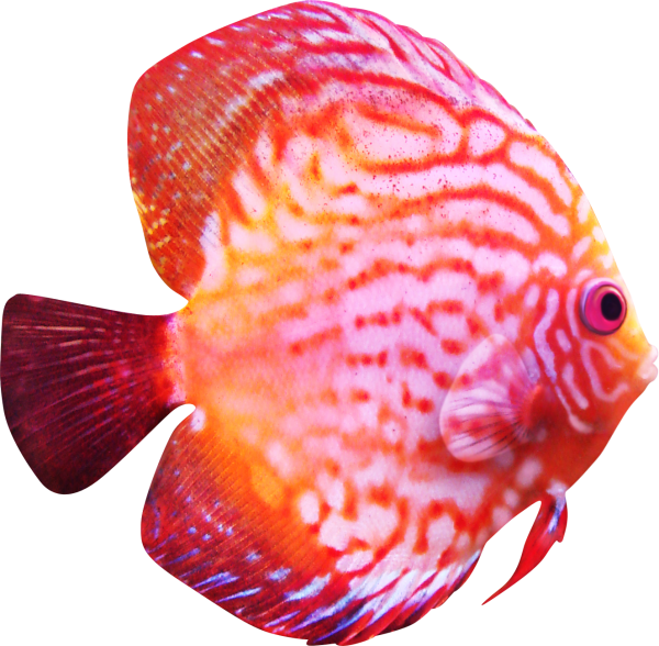 POISSON