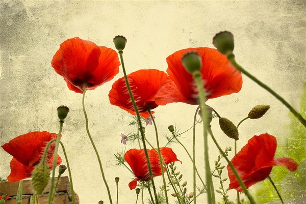 COQUELICOTS