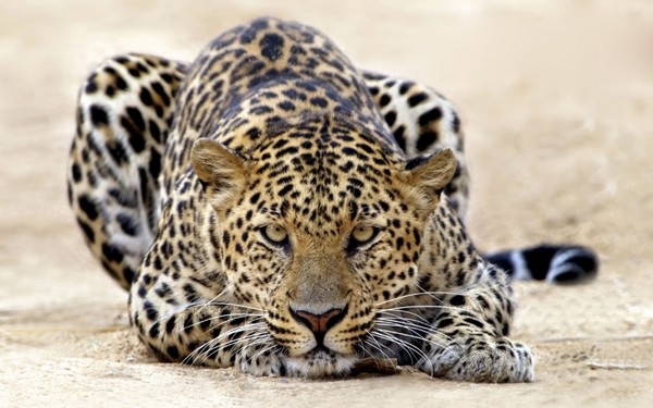 LEOPARD