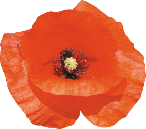 COQUELICOT