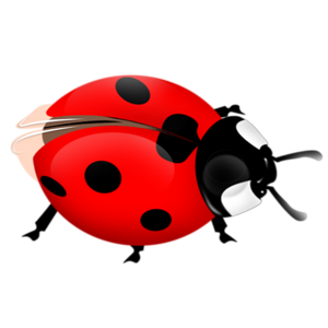 COCCINELLE 2