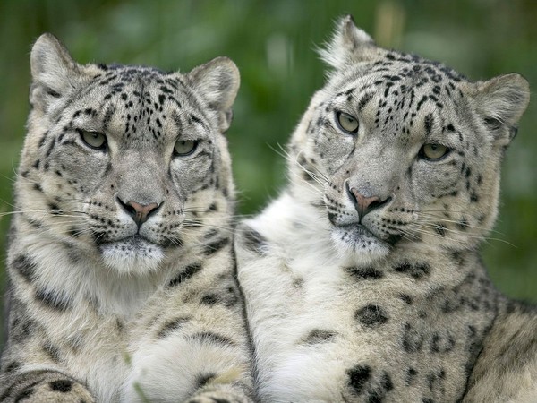 LEOPARDS DES NEIGE