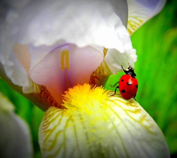 COCCINELLE