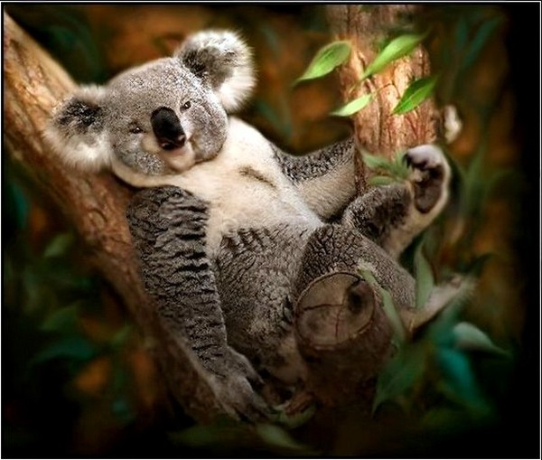 KOALA